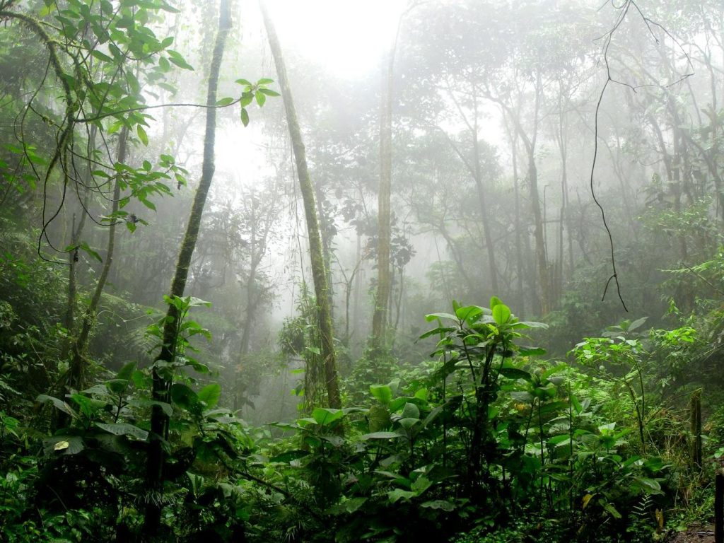 New study shows how Amazon trees use recent rainfall in the dry season and support the production of their own rain | The&nbsp;Conversation