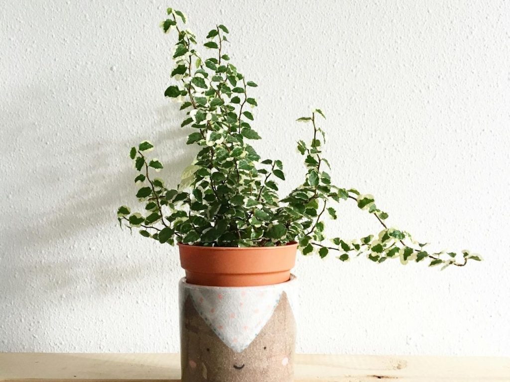 The houseplant murderer: can I become green fingered in eight easy steps? | Houseplants | The&nbsp;Guardian