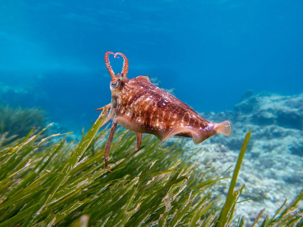 World Seagrass Day
