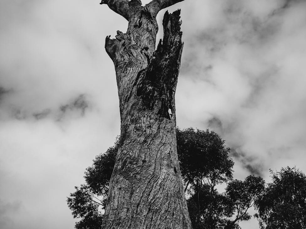 A busy local lumber mill gives LA’s fallen trees new life |&nbsp;SFGate