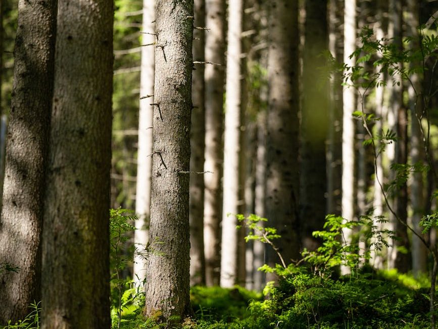 How many new trees would we need to offset our carbon emissions? | MIT Climate&nbsp;Portal