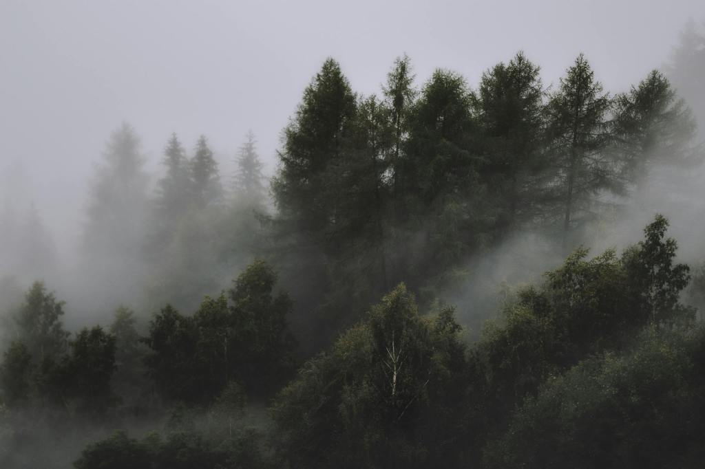 Ranked: Countries With the Largest Forests in&nbsp;2025