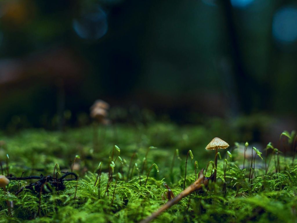 Moss survived nine months in space outside the ISS before returning to Earth | ABC&nbsp;News