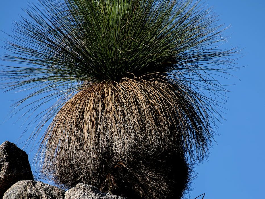 I spy with my little eye: 3 unusual Australian plant ecosystems to spot on your next roadtrip | The&nbsp;Conversation