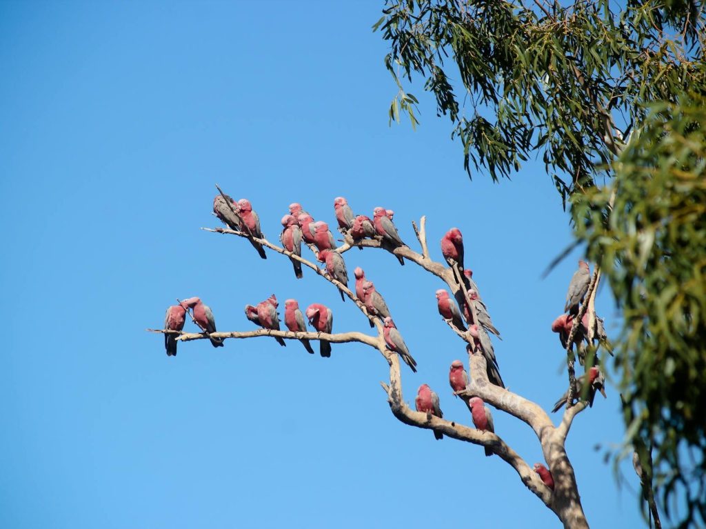 Nature fades to deafening silence | Active&nbsp;Sustainability