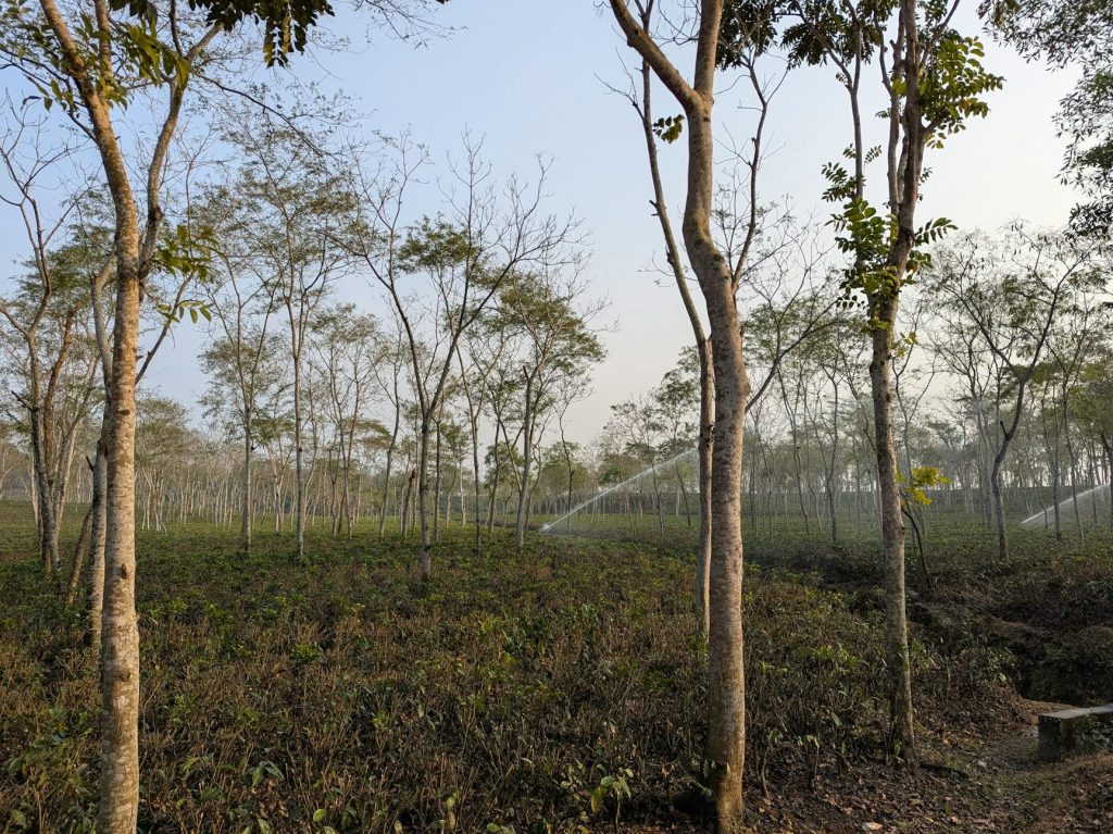 One Equals Two: Size of Wales Tree Program Grows Forests in Uganda and Wales | Happy Eco&nbsp;News