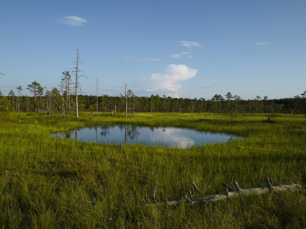 Restoring Virginia’s Peatlands to Combat Climate Change | Happy Eco&nbsp;News