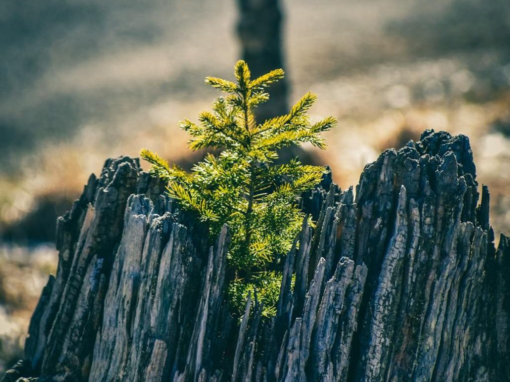 Do fast-or slow-growing treesfix the most carbon? | Anthropocene&nbsp;Magazine