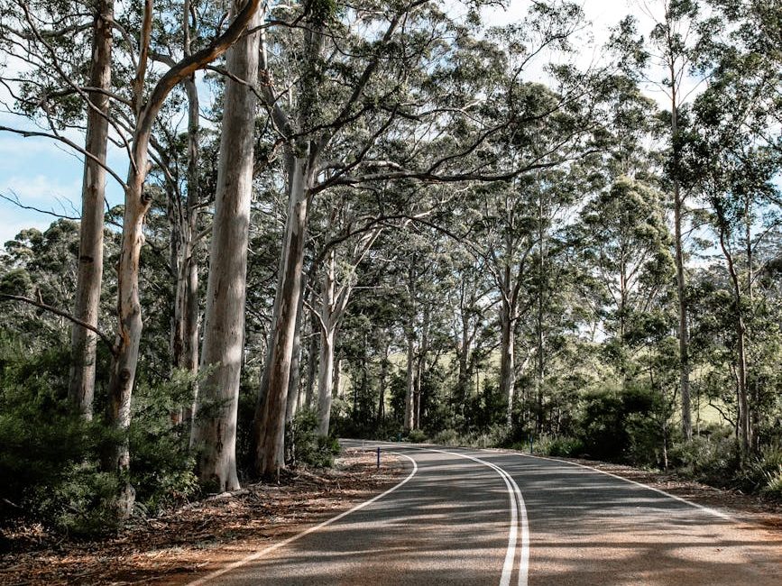 It’s not easy being a street tree, but this heroic eucalypt withstands everything we throw at it | The&nbsp;Conversation
