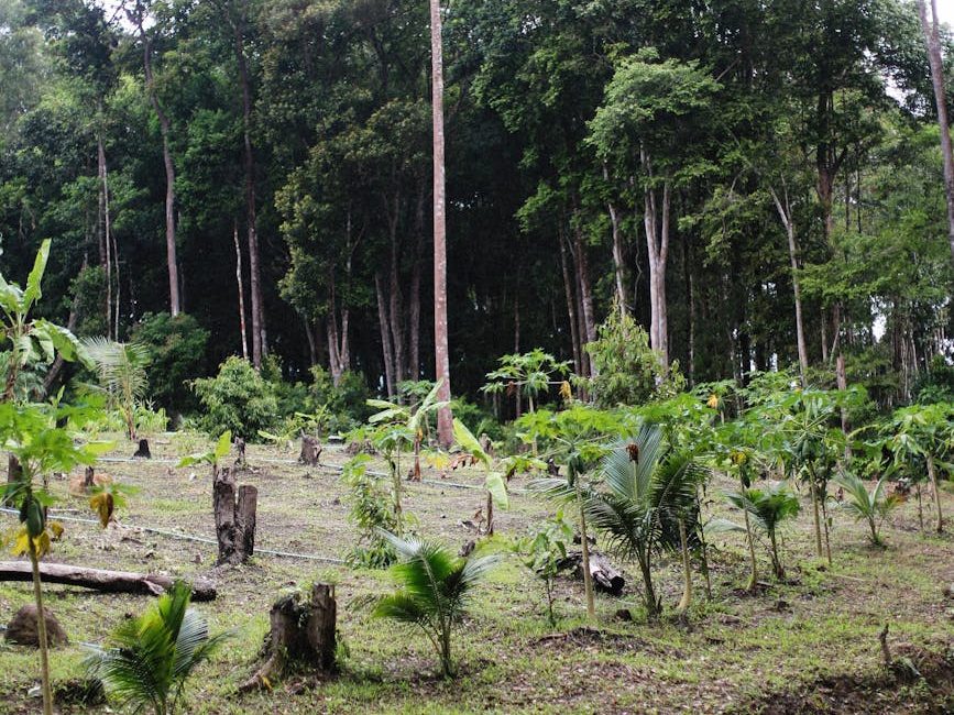 Allowing forests to regrow and regenerate is a great way to restore habitat | My&nbsp;Conversation