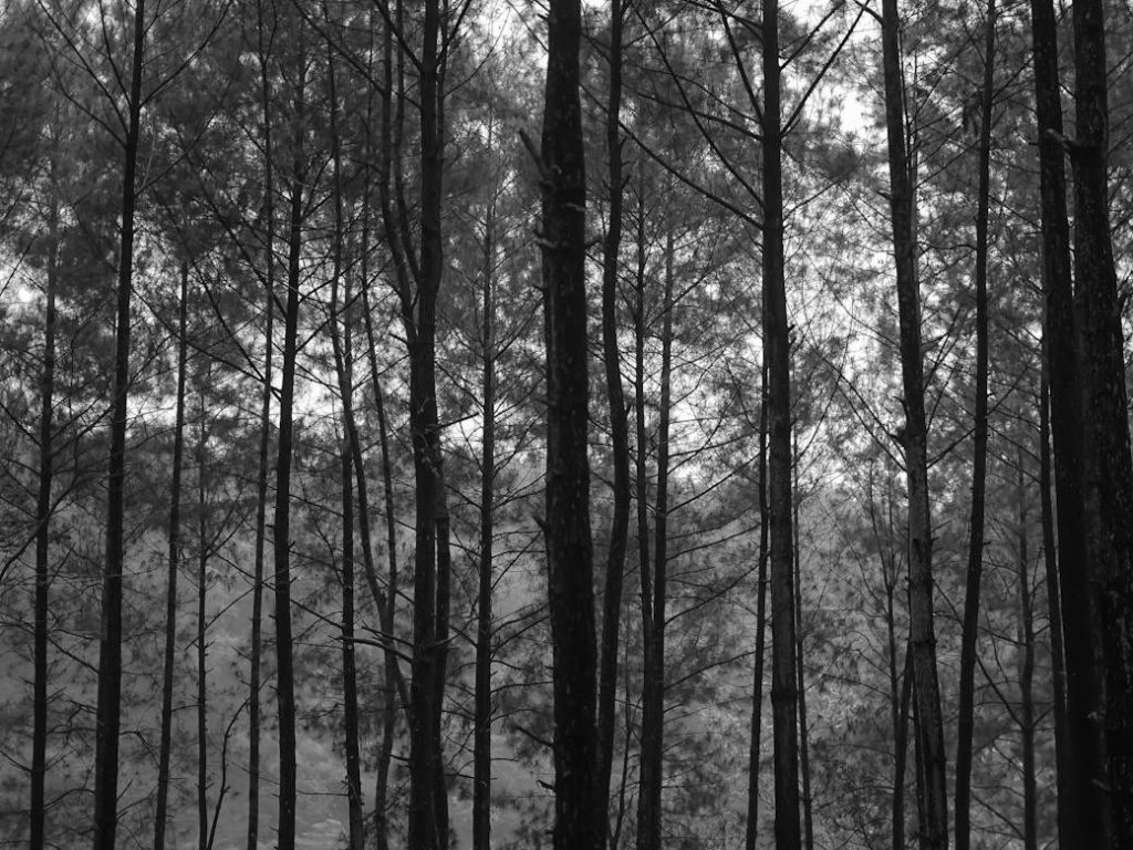 Victoria’s mountain ash forests naturally thin their trees. So why do it with&nbsp;machines?
