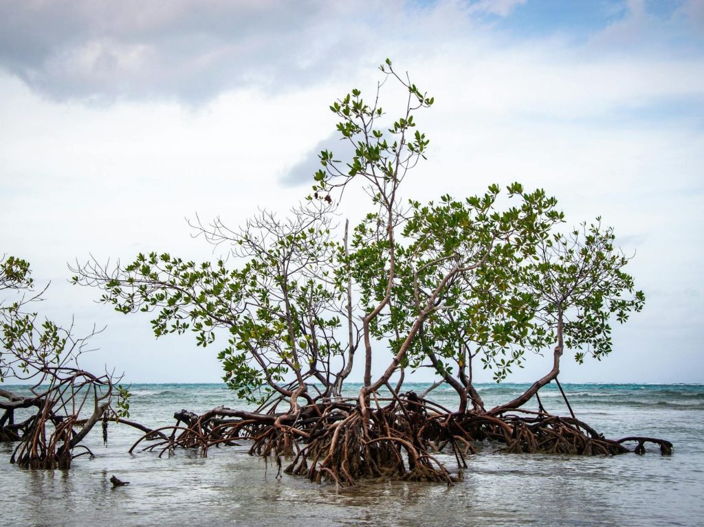 Indonesian woman turns to mangroves to fend off rising tides |&nbsp;Reuters