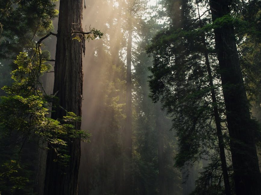 More giant redwoods in UK than in native US, study says | UK News | Sky&nbsp;News