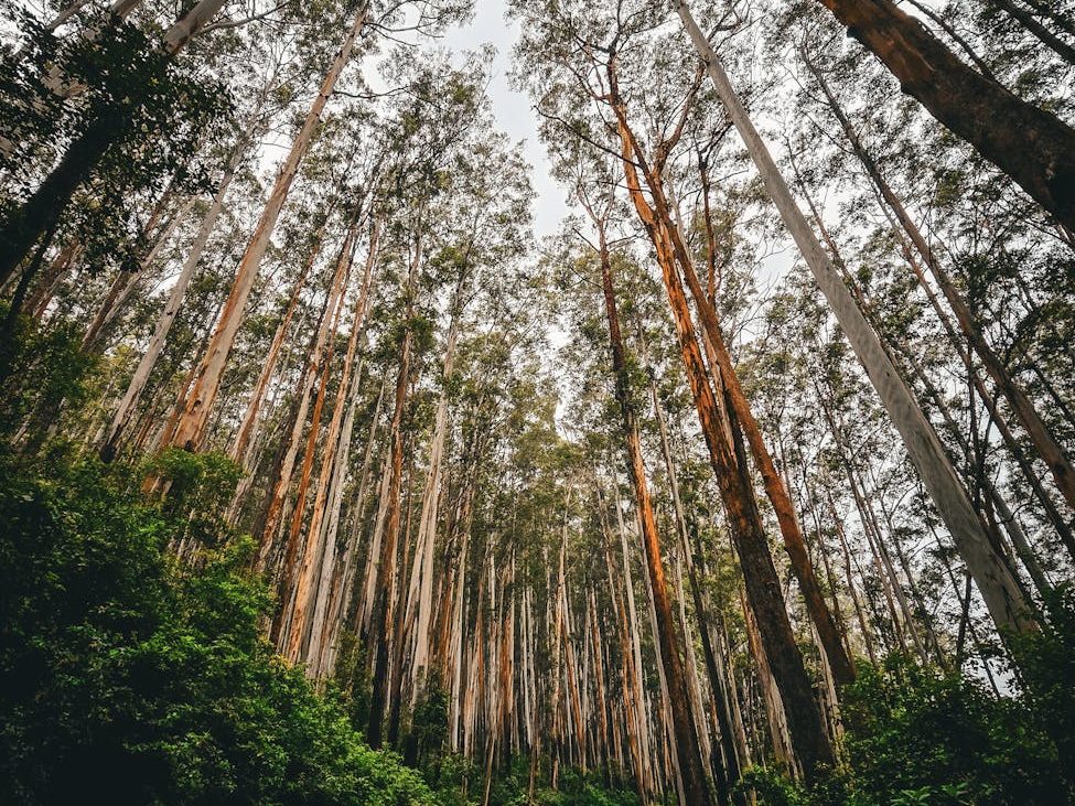 Victoria’s mountain ash forests could lose a quarter of ‘giant’ trees as temperatures rise | Environment | The&nbsp;Guardian