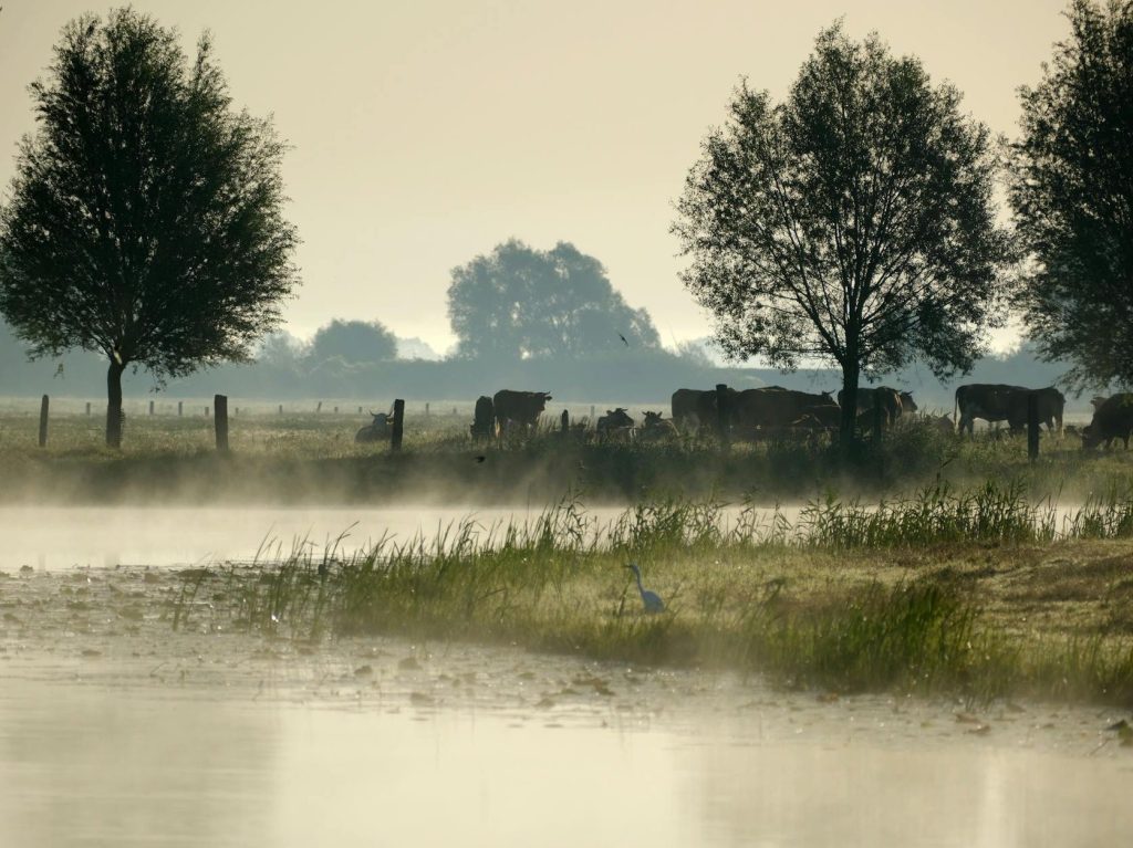 Bay Area farms to be restored to wetland landscape |&nbsp;SF