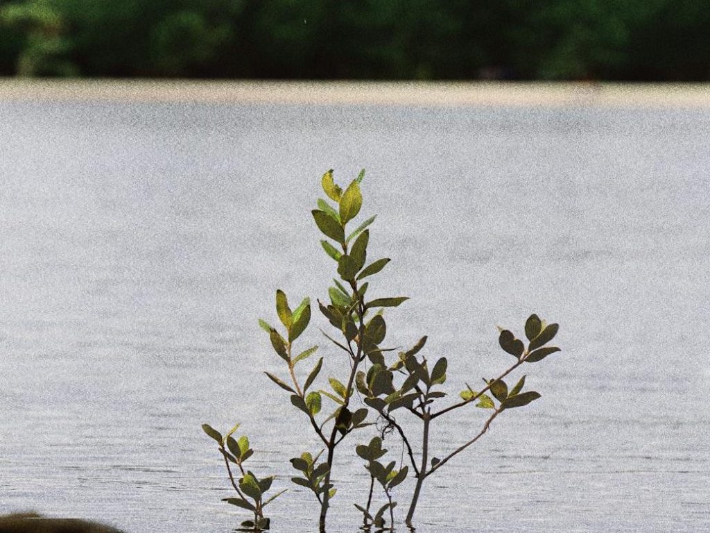 New mangrove species from Timor-Leste in Gardens by the Bay | The Straits&nbsp;Times