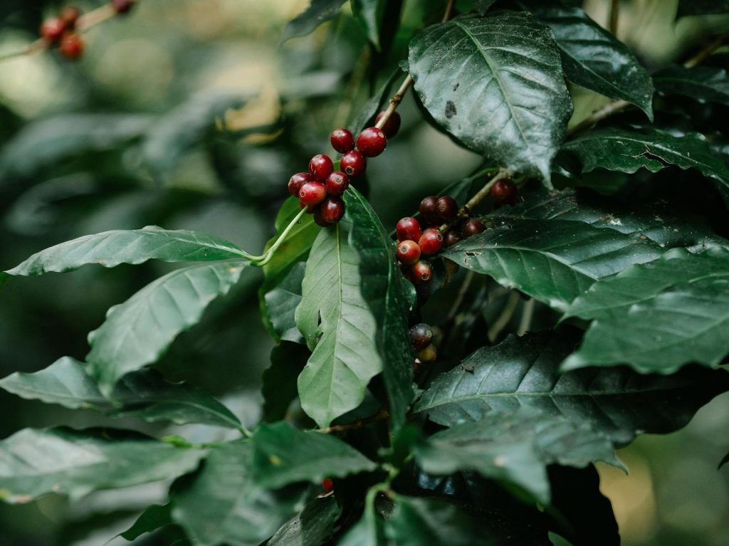 Brazil forest loss linked to coffee hit 737,000 hectares between 2002 and 2023, report says |&nbsp;Reuters