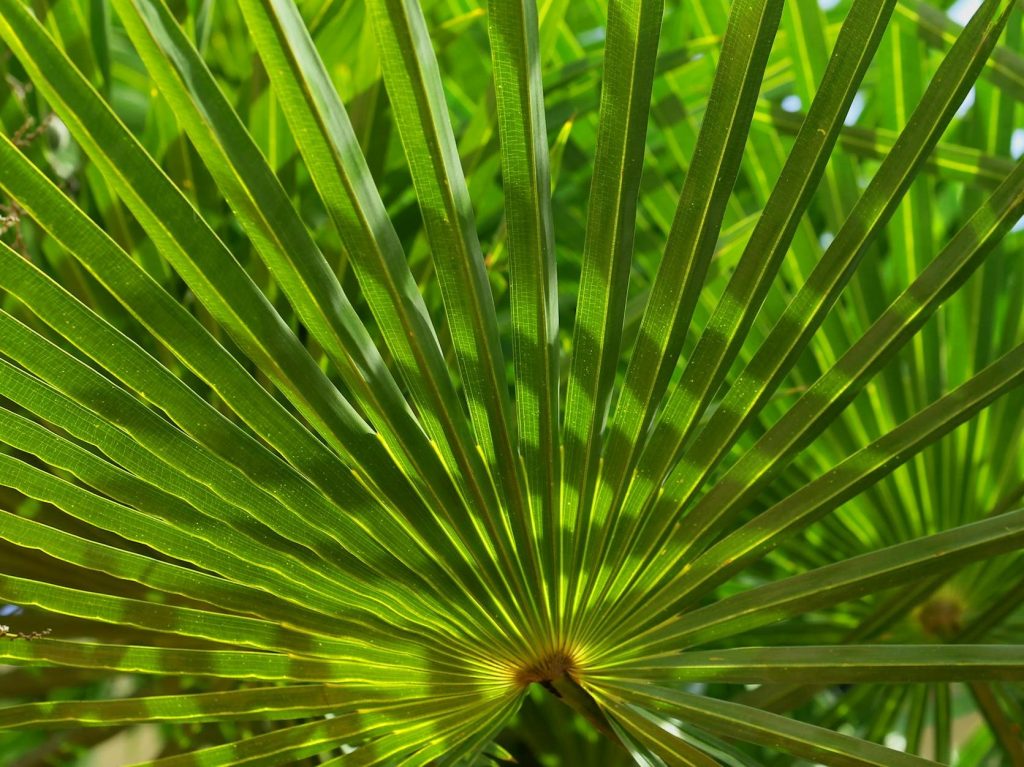 Cabbage tree palm: a sweet-leafed Australian native that waits 150 years to&nbsp;bloom