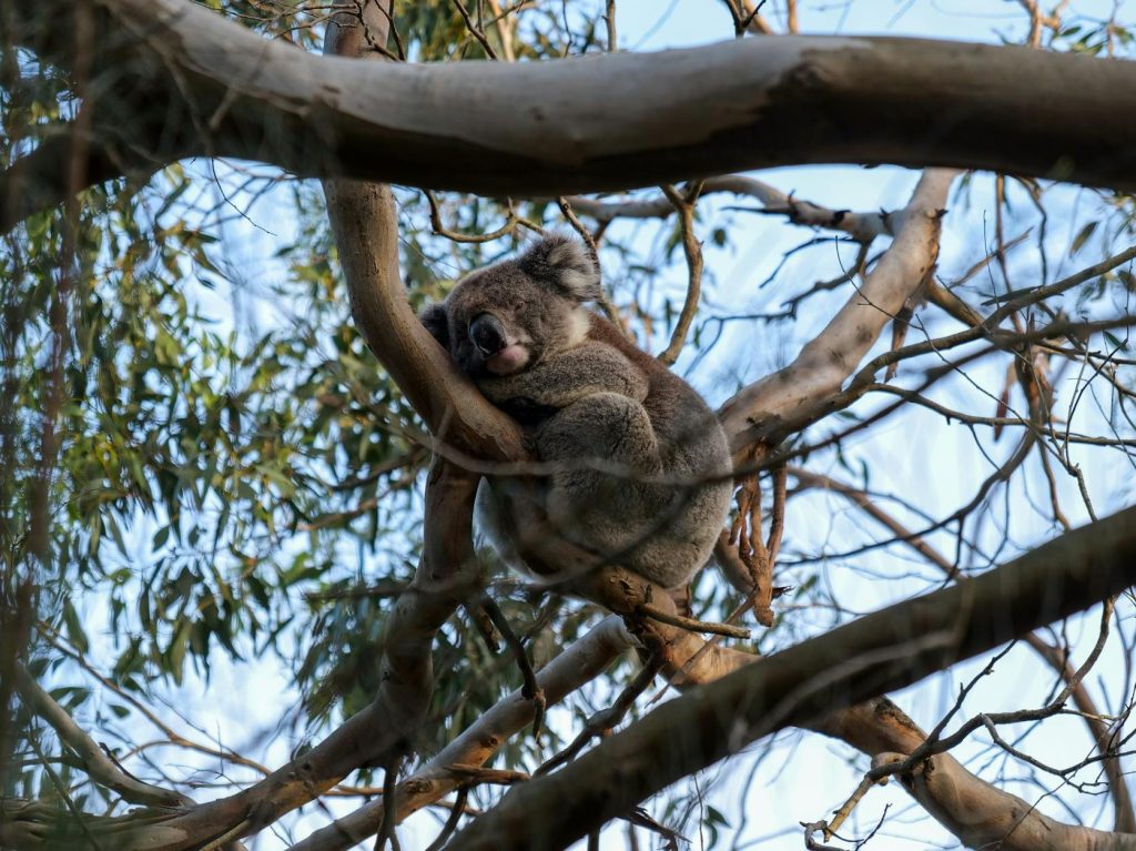 Forestry looks to carbon market in wake of Great Koala National Park | ABC&nbsp;News