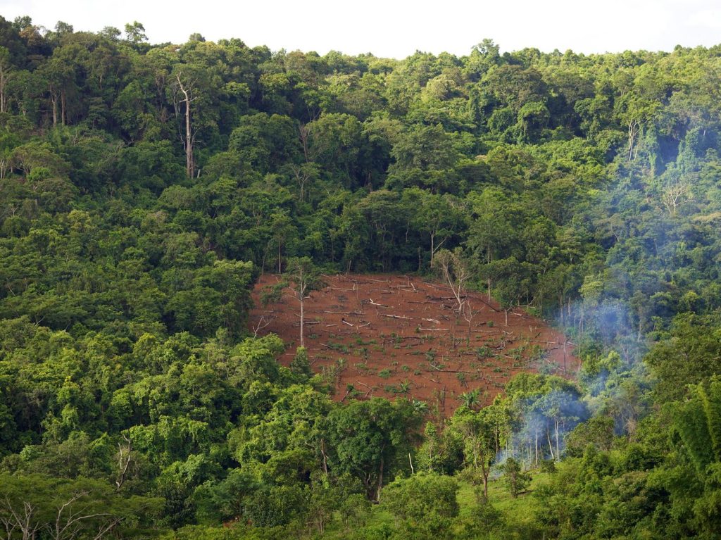 Millions of hectares are still being cut down every year. How can we protect global&nbsp;forests?