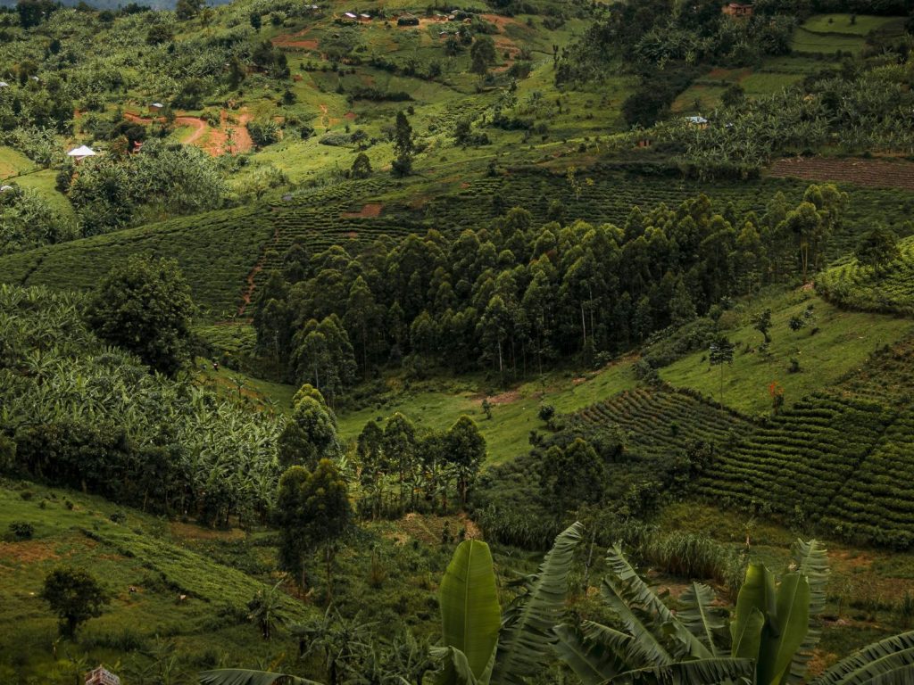 Green Congo Initiative – Non-Profit Reforestation and Empowerment | Happy Eco&nbsp;News