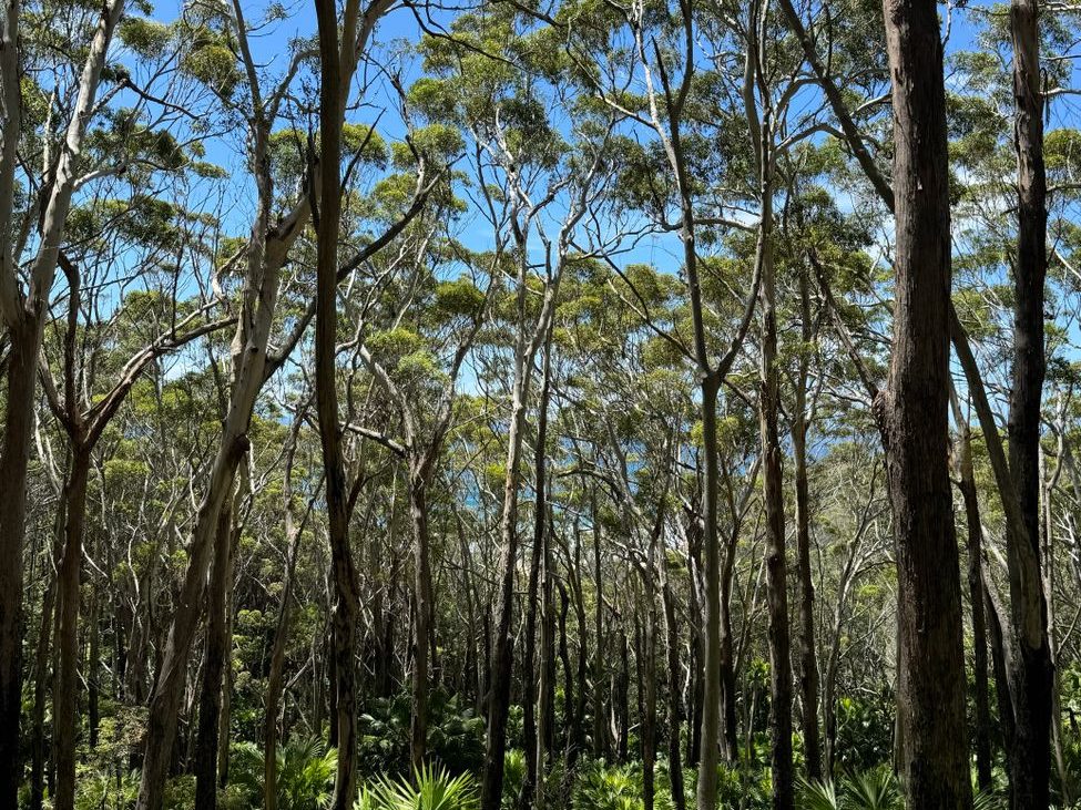 More green space revealed for Sydney’s west with creation of Gulguer National Park | ABC&nbsp;News