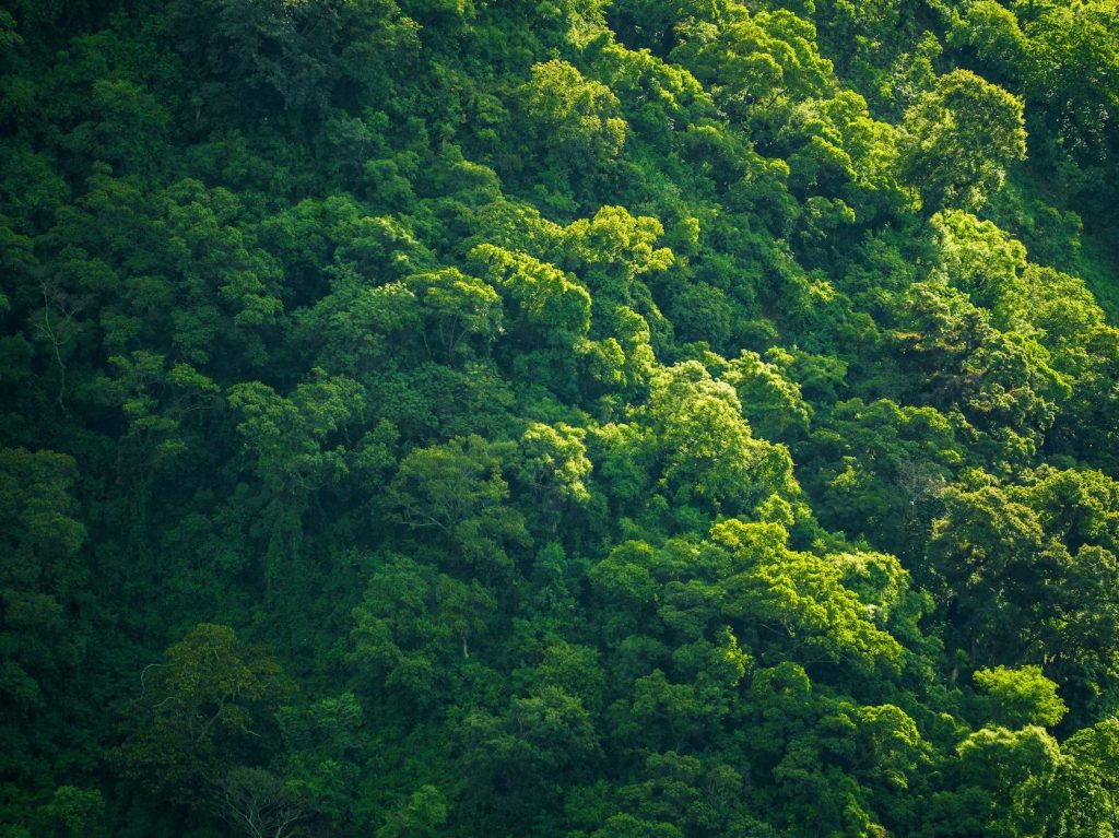 Visualized: Percentage of Forested Area in Every U.S. State |&nbsp;Voronoi
